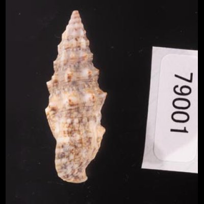 ヨーロッパカニモリ Cerithium vulgatumfig.3