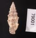 ヨーロッパカニモリ Cerithium vulgatumfig.3