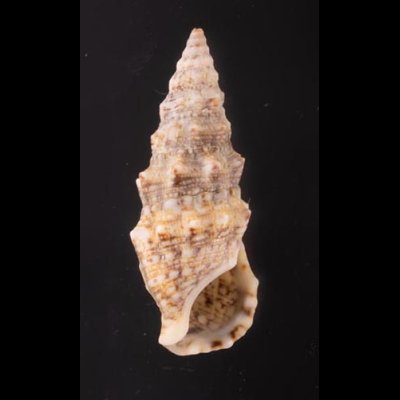 ヨーロッパカニモリ Cerithium vulgatumfig.1