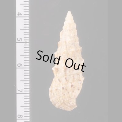 ヨーロッパカニモリ Cerithium vulgatumfig.2