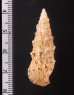 ヨーロッパカニモリ Cerithium vulgatumfig.2