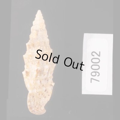ヨーロッパカニモリ Cerithium vulgatumfig.3
