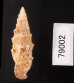 ヨーロッパカニモリ Cerithium vulgatumfig.3