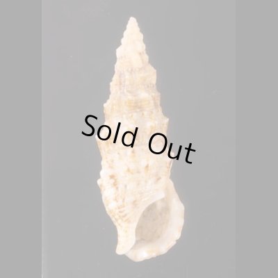ヨーロッパカニモリ Cerithium vulgatumfig.1