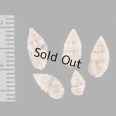 コンシボリツノブエ Cerithium atromarginatumfig.2