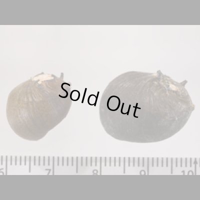 イガカノコ Clithon coronafig.2