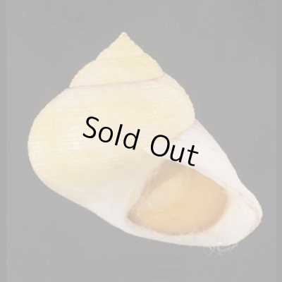 画像1: コガネダマ  SALE!