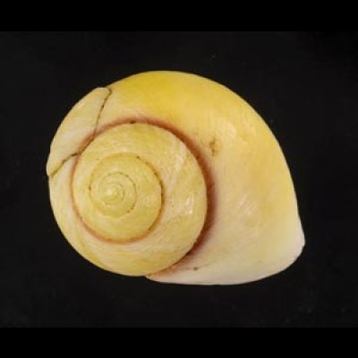 画像2: コガネダマ  SALE!