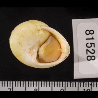 画像3: コガネダマ  SALE!