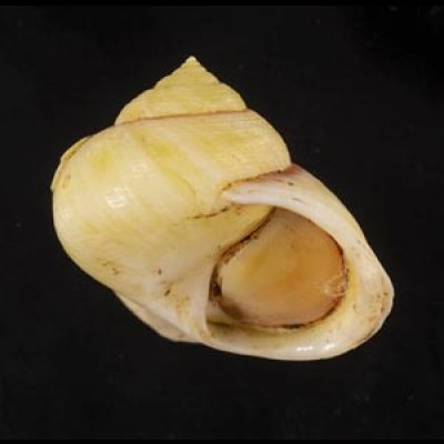 画像1: コガネダマ  SALE!