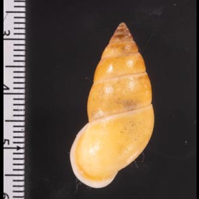 サフランオオサナギ (仮称) Hainesia croceafig.2