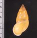 サフランオオサナギ (仮称) Hainesia croceafig.2