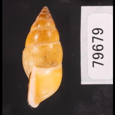 サフランオオサナギ (仮称) Hainesia croceafig.3