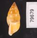 サフランオオサナギ (仮称) Hainesia croceafig.3