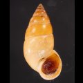サフランオオサナギ (仮称)