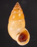 サフランオオサナギ (仮称)