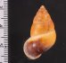 サフランオオサナギ (仮称) Hainesia croceafig.2