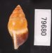 サフランオオサナギ (仮称) Hainesia croceafig.3