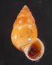 サフランオオサナギ (仮称) Hainesia croceafig.1