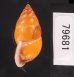 サフランオオサナギ (仮称) Hainesia croceafig.3