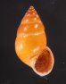 サフランオオサナギ (仮称) Hainesia croceafig.1
