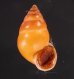 サフランオオサナギ (仮称) Hainesia croceafig.1