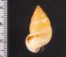 サフランオオサナギ (仮称) Hainesia croceafig.2