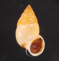 サフランオオサナギ (仮称)
