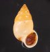 サフランオオサナギ (仮称) Hainesia croceafig.1