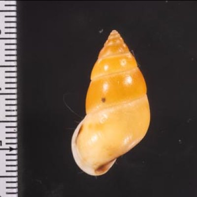サフランオオサナギ (仮称) Hainesia croceafig.2