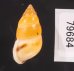 サフランオオサナギ (仮称) Hainesia croceafig.3