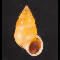サフランオオサナギ (仮称)