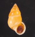 サフランオオサナギ (仮称)