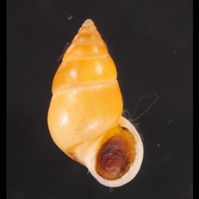サフランオオサナギ (仮称) Hainesia croceafig.1