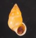 サフランオオサナギ (仮称) Hainesia croceafig.1