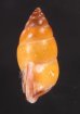 サフランオオサナギ (仮称) Hainesia croceafig.3