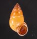 サフランオオサナギ (仮称) Hainesia croceafig.1