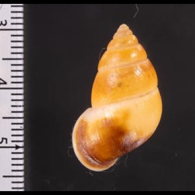 サフランオオサナギ (仮称) Hainesia croceafig.2
