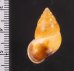 サフランオオサナギ (仮称) Hainesia croceafig.2