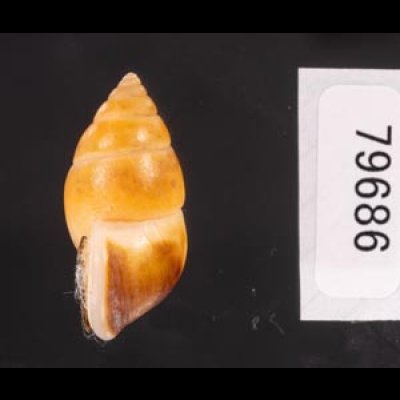 サフランオオサナギ (仮称) Hainesia croceafig.3