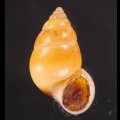 サフランオオサナギ (仮称)