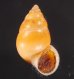 サフランオオサナギ (仮称) Hainesia croceafig.1