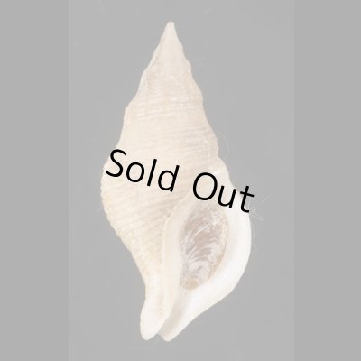 画像1: ケープミクリ