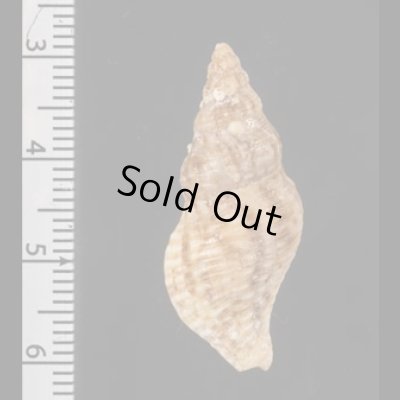 画像2: ケープミクリ