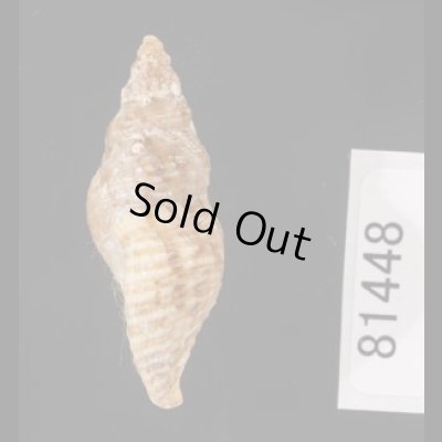 画像3: ケープミクリ