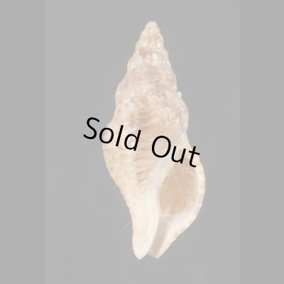 画像1: ケープミクリ