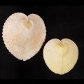リュウキュウナデシコ