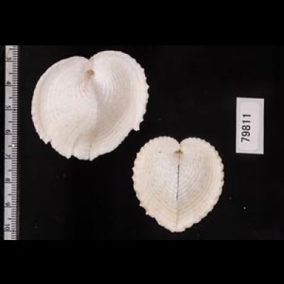 リュウキュウナデシコ Laevichlamys squamosafig.2
