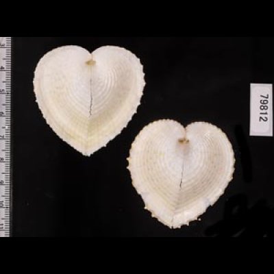 リュウキュウナデシコ Laevichlamys squamosafig.2