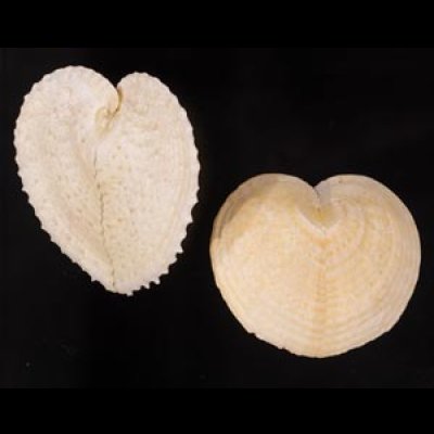 リュウキュウナデシコ Laevichlamys squamosafig.1